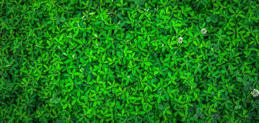 Lush green foliage background